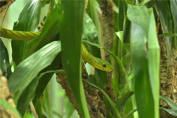 梦见青色的蛇代表着什么