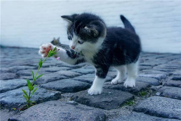 梦到了母猫生小猫的预兆
