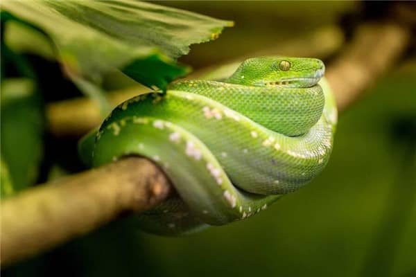 梦到蟒蛇被杀是不是好的征兆呢
