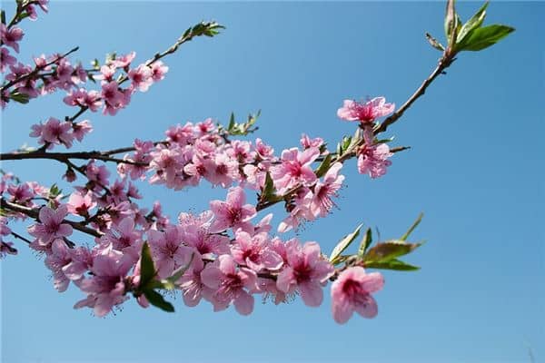 梦见满山桃花是什么预兆