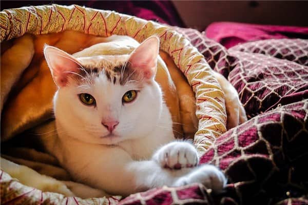梦到了猫，是什么意思？