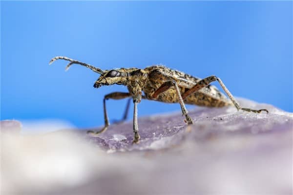 梦见小肉虫会是什么预兆