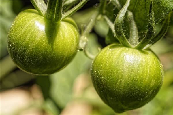 梦到青番茄代表着什么？