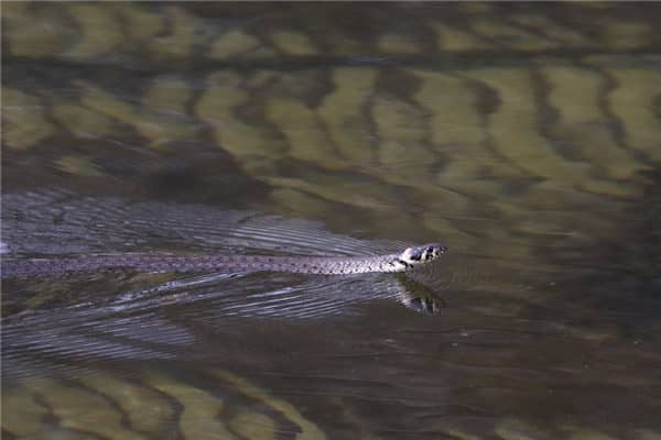 梦见五步蛇是啥预兆