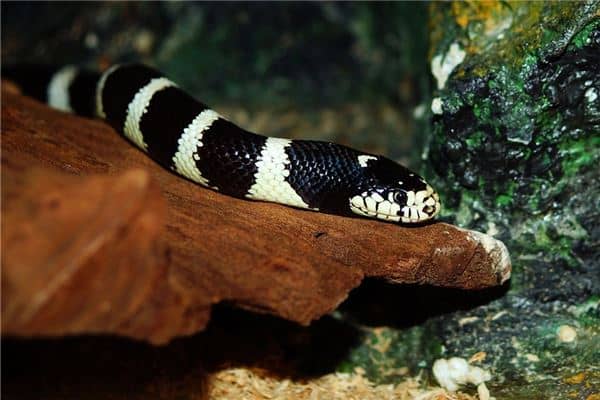 梦见蛇死而复活