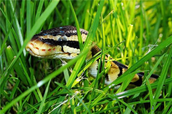 梦到了蟒蛇追我好不好