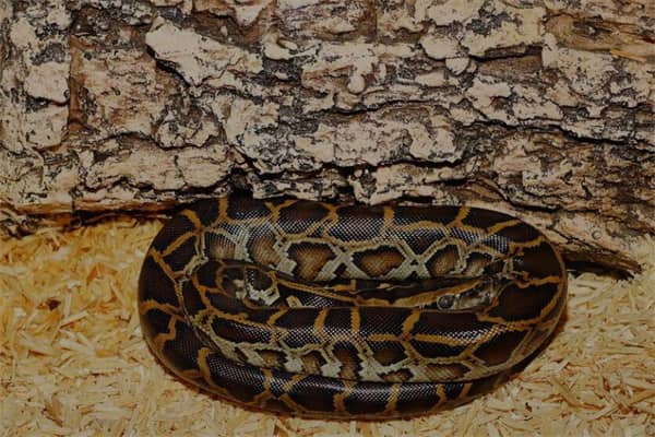 梦到了打死很多蛇是啥意思