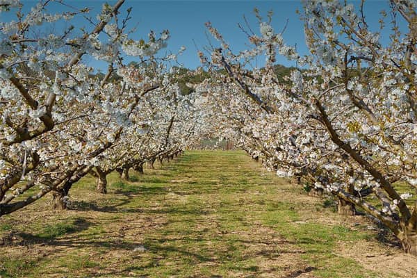 梦到种果树会是什么预兆