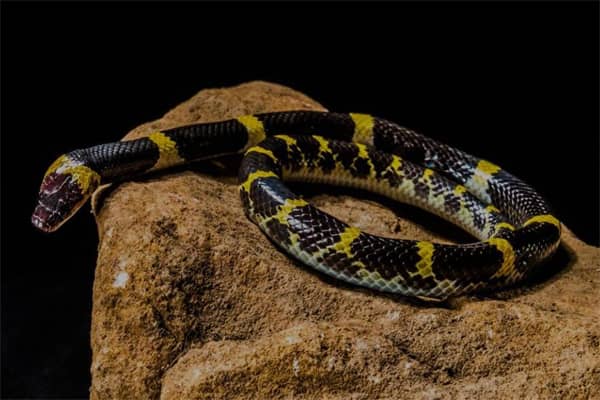 梦见看到蛇是什么启示