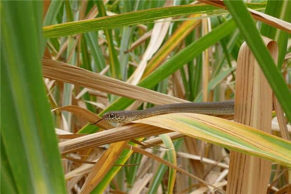 梦到别人被蛇咬是什么启示