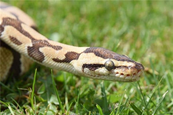 梦见一条大蟒蛇