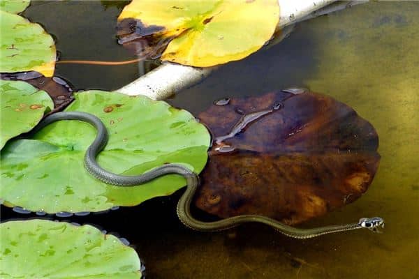 梦见自己变成蛇