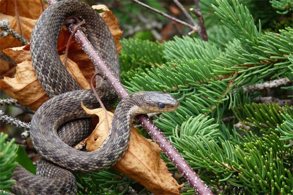 梦见很多蛇怎么样