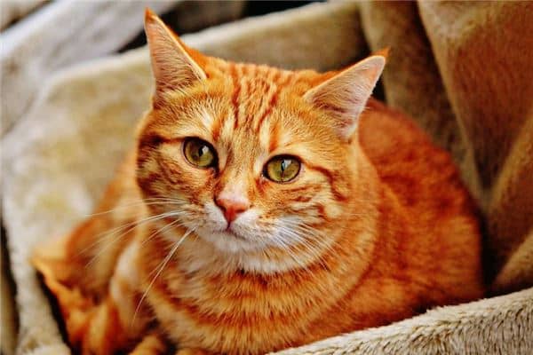 梦见橘猫代表着什么