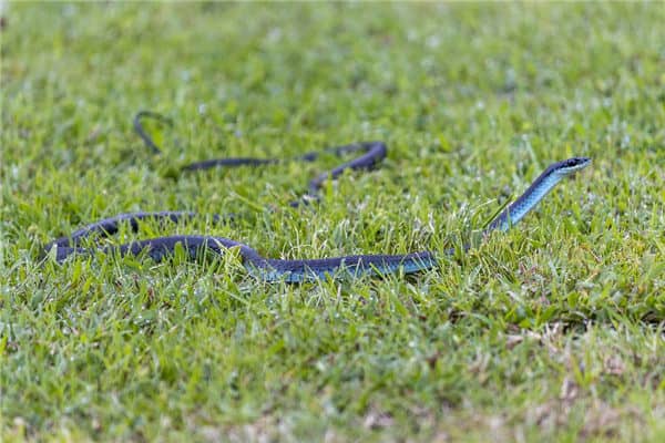梦见蛇入屋有什么预兆