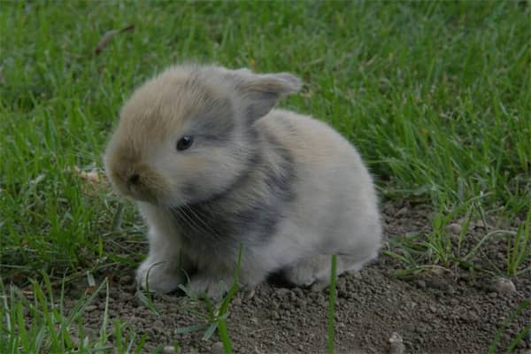 梦见两只兔子代表着什么？