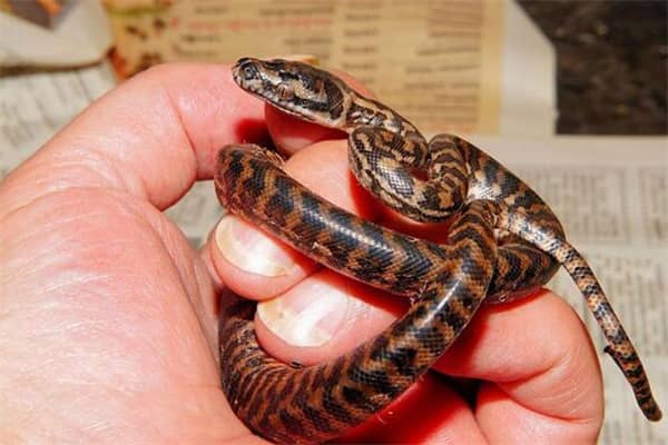 梦到小金蛇有什么寓意吗