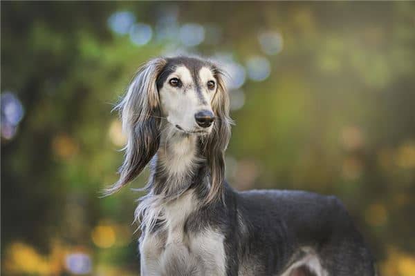 梦到了蛇狗是好事还是坏事