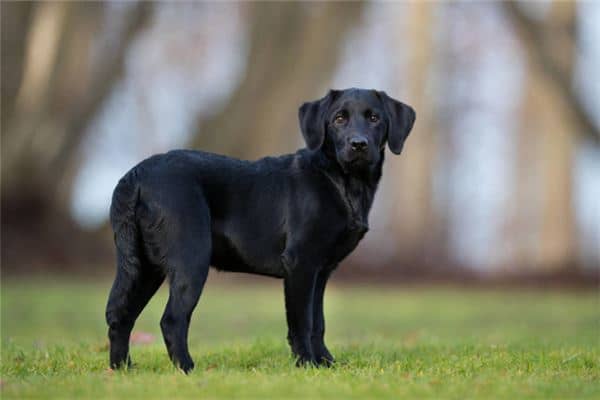 梦见被黑狗咬出血