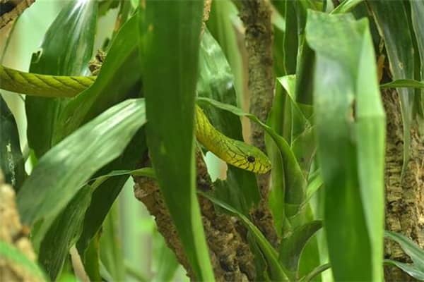 梦到了蛇生子代表着什么