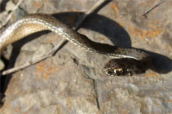 梦见蛇咬自己脖子