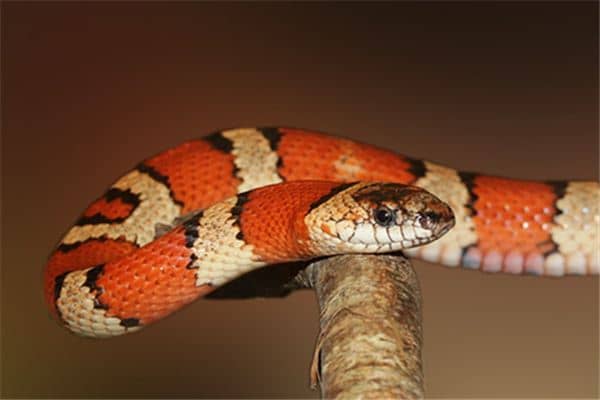 梦见家人被蛇咬