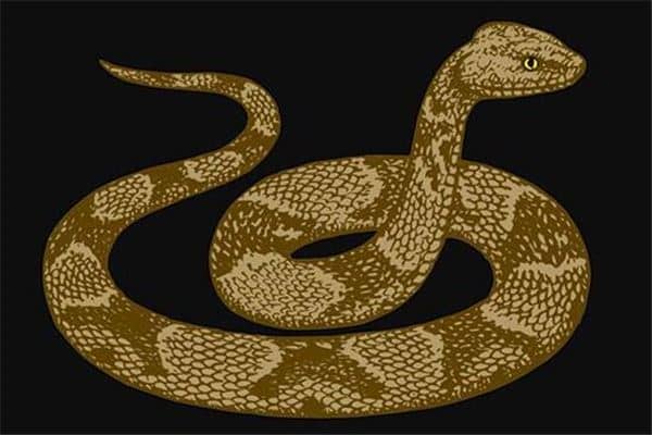 梦到追蛇啥意思