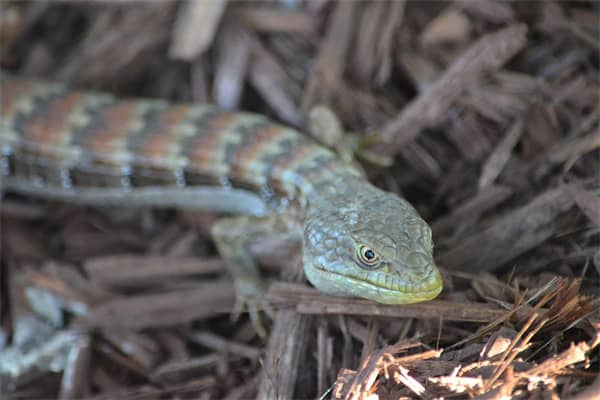 梦到了蛇咬腿是什么征兆