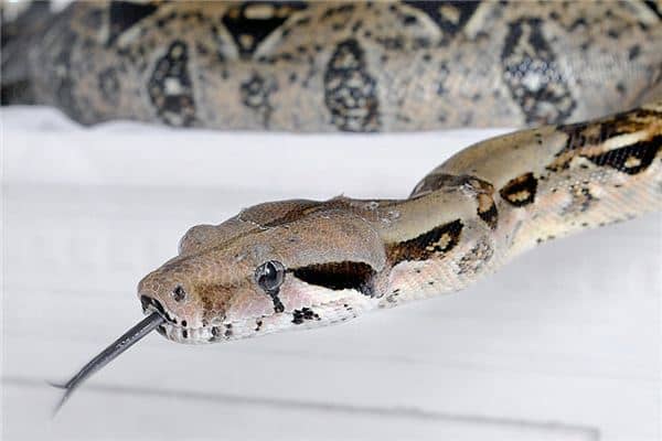 梦见大蛇吃小蛇