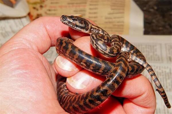 梦到了蛇在家预示什么