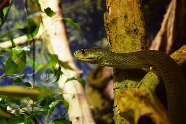 梦见被蛇咬脚趾