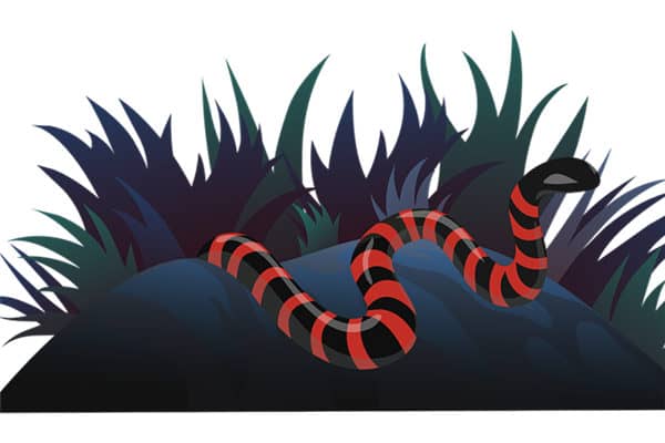 梦到蛇尾巴预示什么