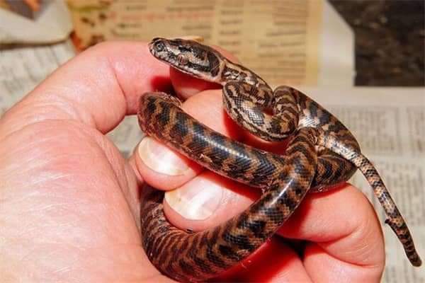 梦到了蛇往身上爬意味着什么