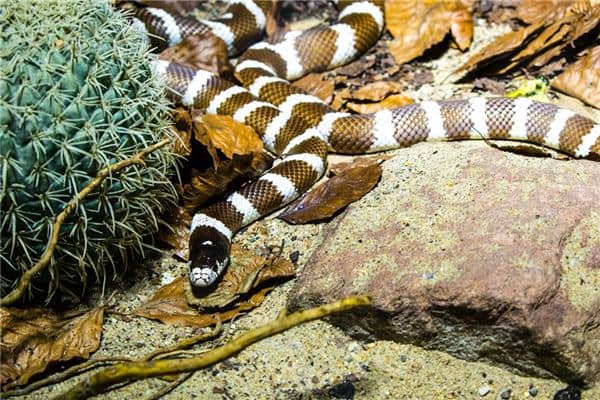 梦见两条蛇咬自己