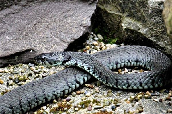 孕妇梦见黑色大蟒蛇