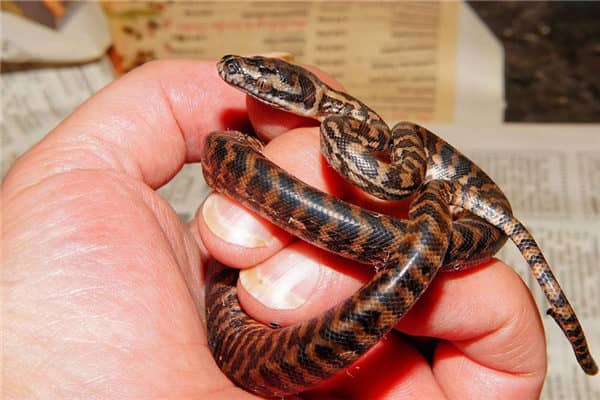 梦到了银环蛇意味什么