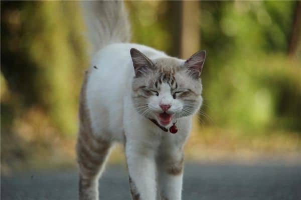 梦见被猫咬手指出血