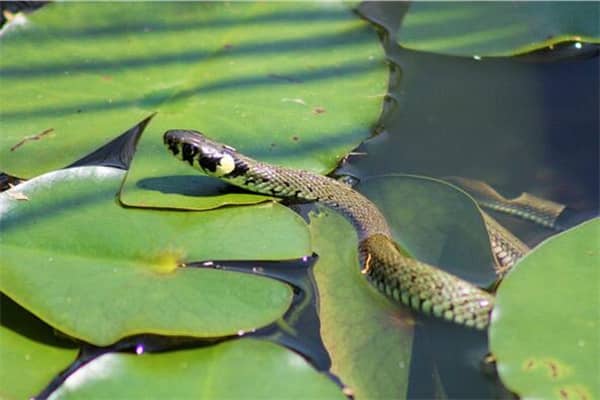 梦到蛇在水中游是什么征兆