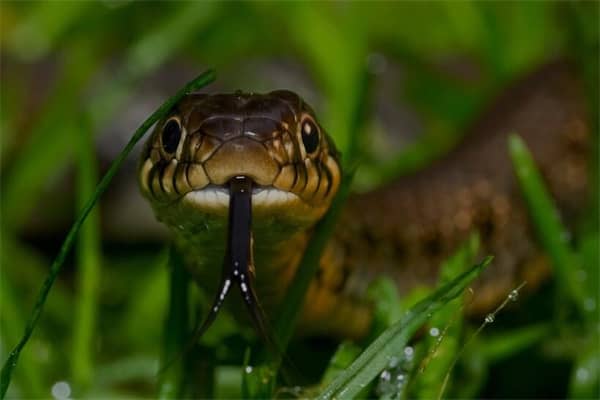 梦到了烧蛇是啥意思